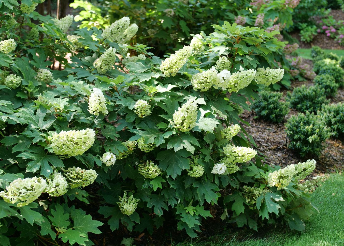 hydrangea♬*゜ Let's Dance Lovable® - Bigleaf Hydrangea - Hydrangea macrophylla