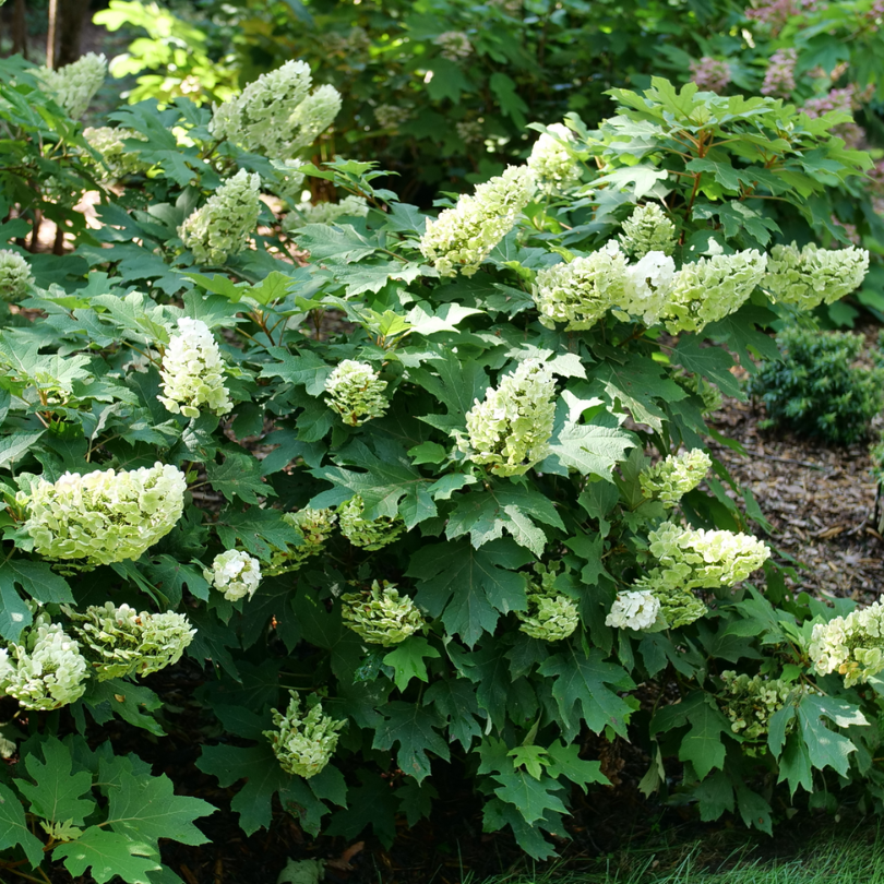 Gatsby Glow Ball oakleaf hydrangea shrubs covered in white flowers in a landscape with evergreens. 