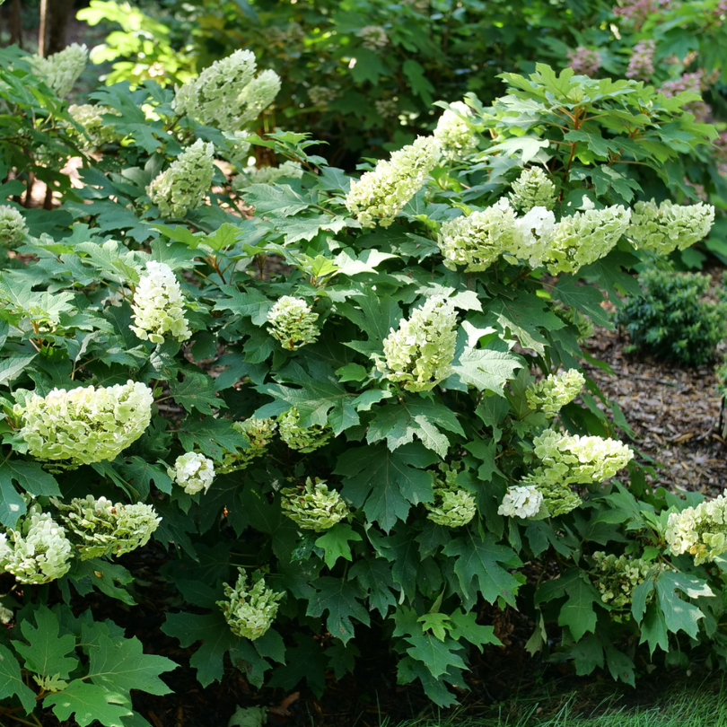 Highlight Hydrangea Gatsby Oakleaf Hydrangea Series Highlight