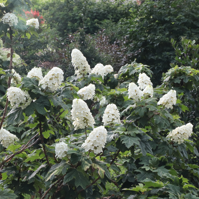 In a landscape filled with colorful flowering shrubs and evergreens, Gatsby Glow ball oakleaf hydrangea is covered in cone shaped white blooms. 