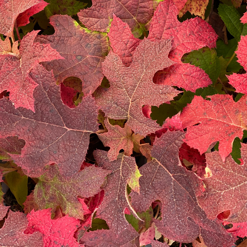 Close up of Gatsby Glow Ball oakleaf hydrangea's dark red to maroon fall foliage. 