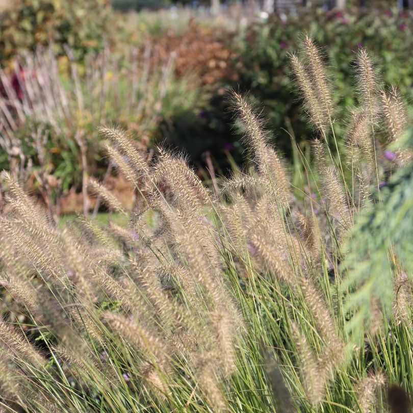 Close up image of 'Hameln' fountain grass plumes