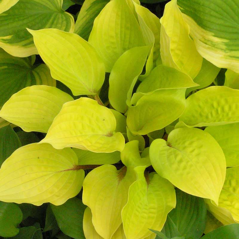 Fire Island Hosta's rippled golden leaves with vibrant red stems.