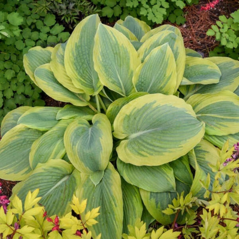 A close-up of a hosta plant with large variegated green and yellow leaves, surrounded by other garden foliage.
