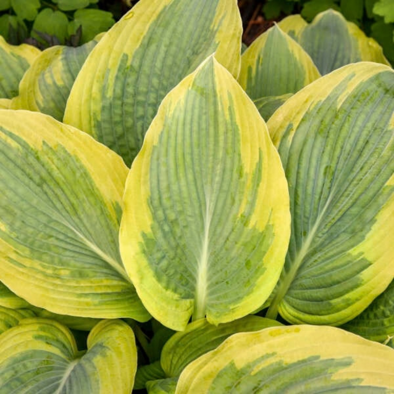 Close-up of a variegated hosta plant with large oval leaves showing yellow-green and green variegation.