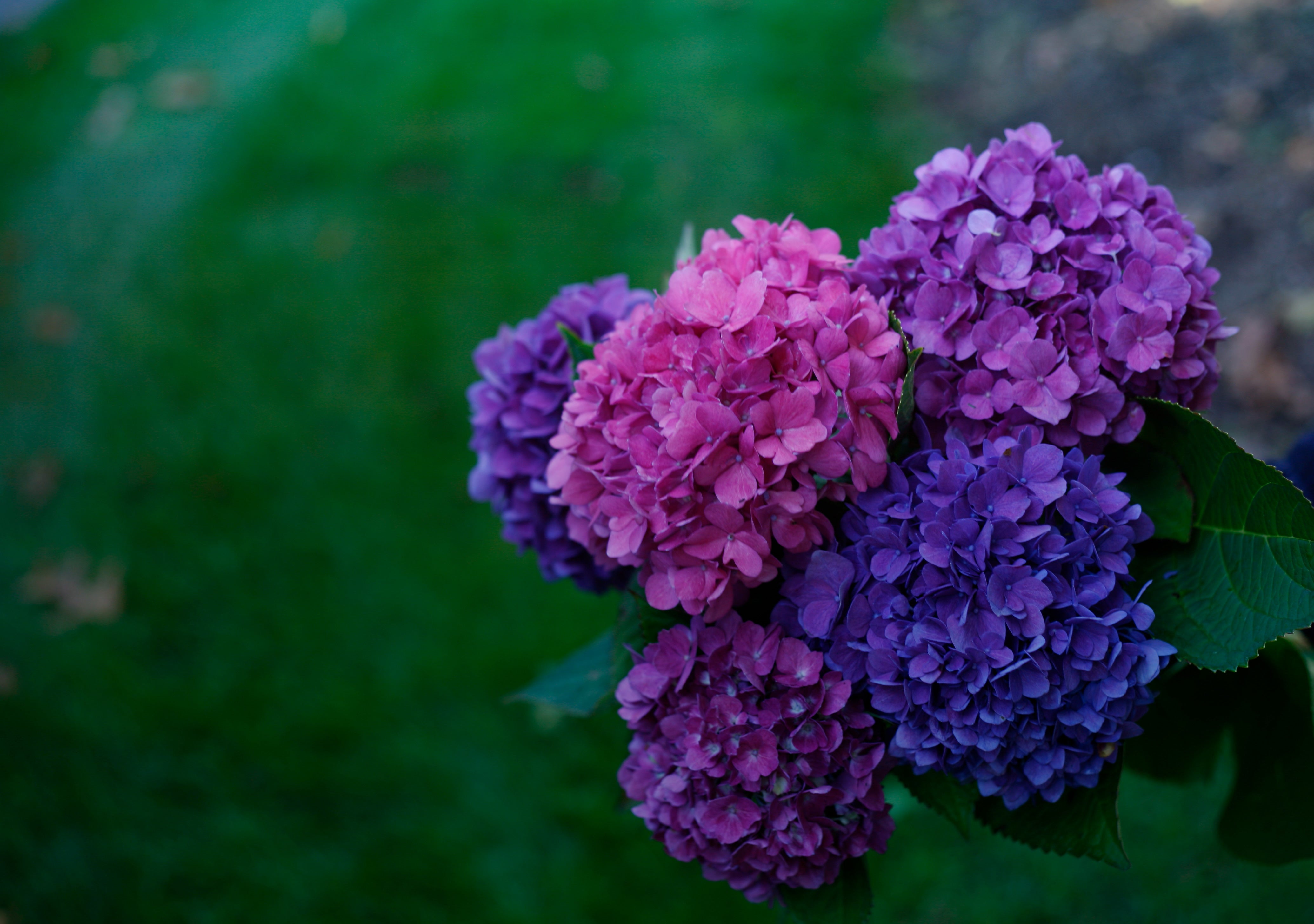 Close up of Let's Dance Rave blooms ranging in colors of pink to purple.