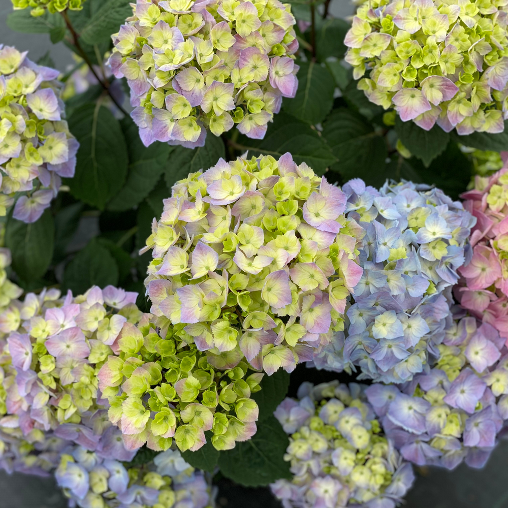 Hydrangea View Fun Let's Dance Sky View® Bigleaf Hydrangea