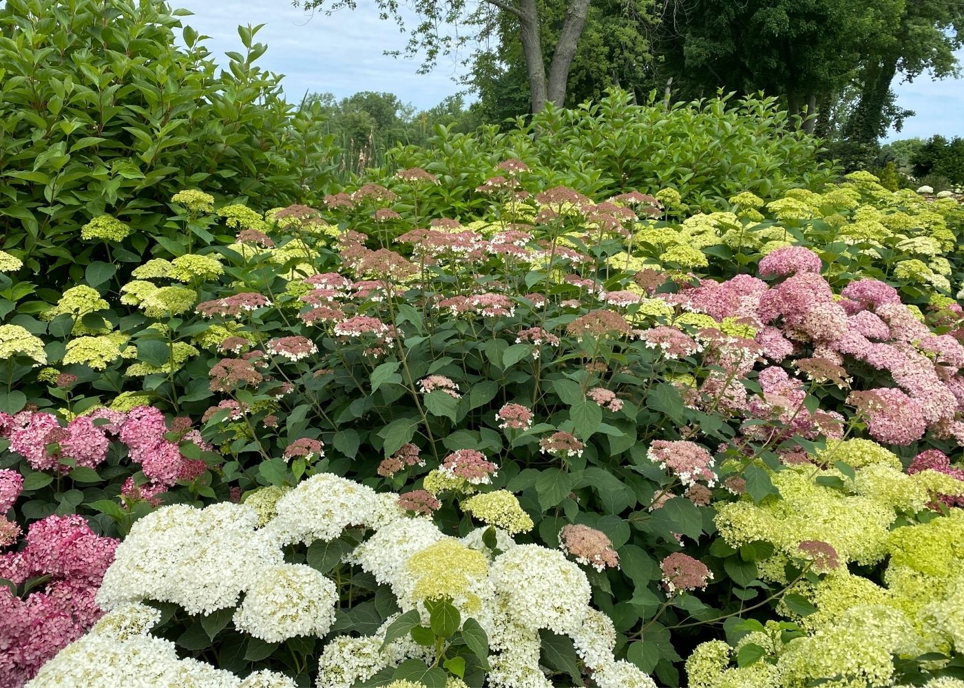 A dense garden bed of hydrangea shrubs in full bloom, featuring large clusters of white, pink, and chartreuse-yellow flowers against a background of green foliage and trees.