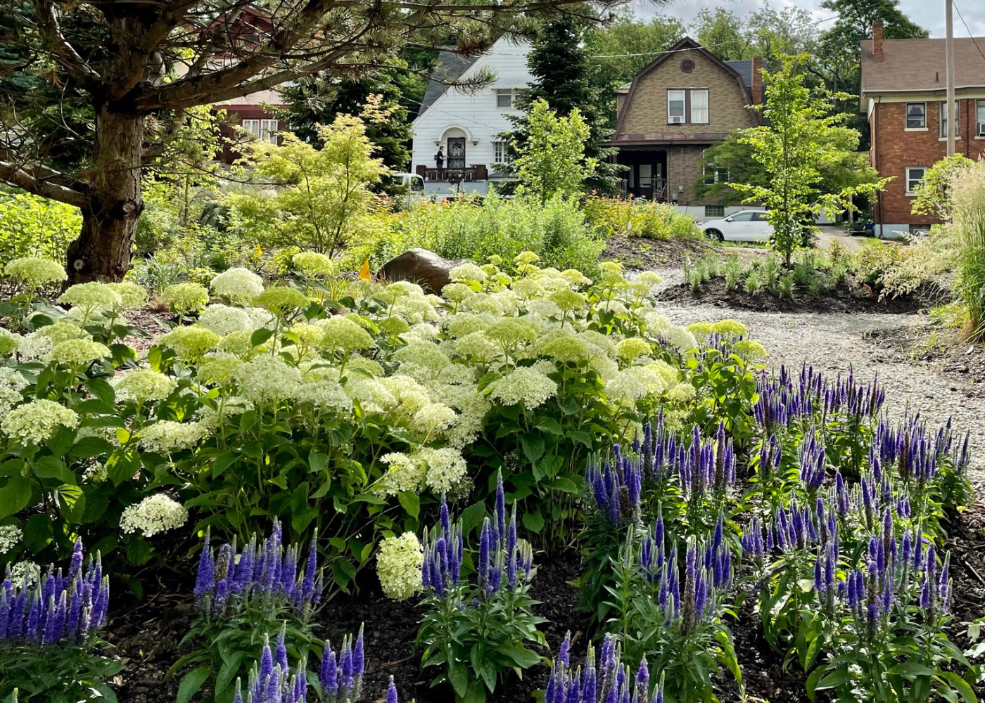 Big white hydrangeas with purple flower spikes from spike speedwell