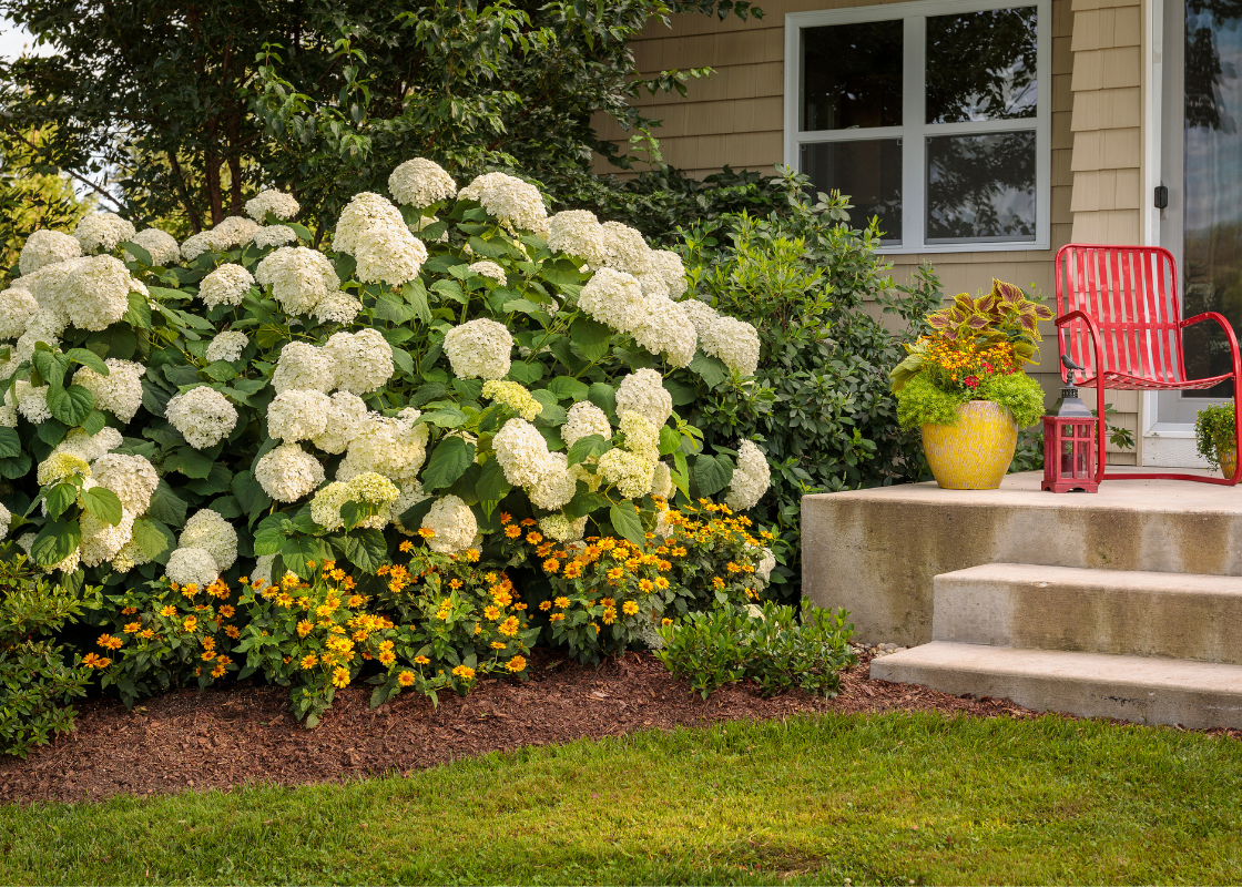 All Things Hydrangea | Buy Hydrangeas Online