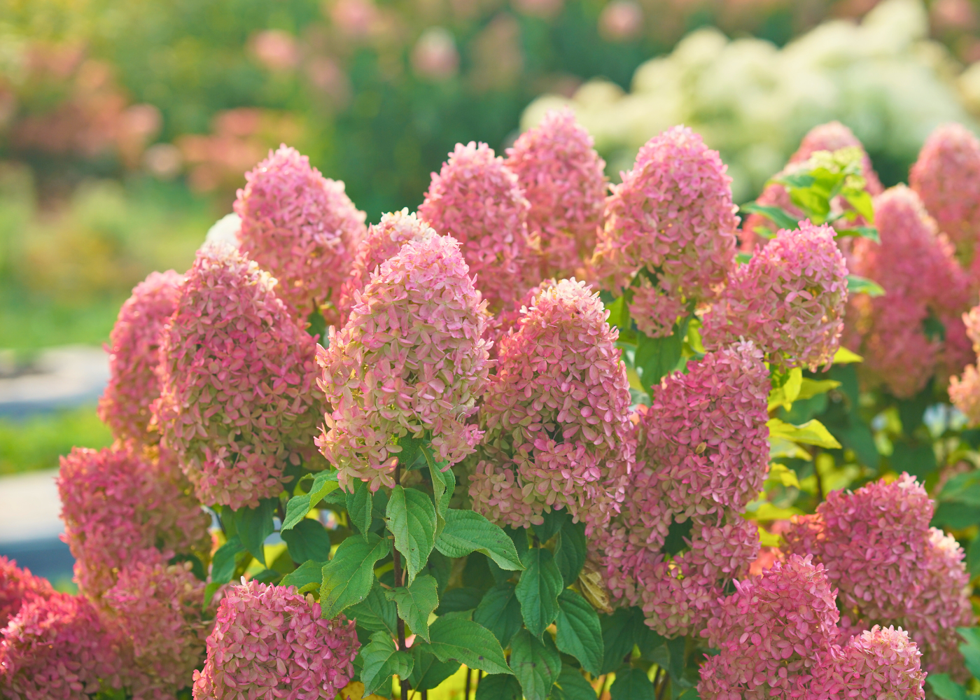 Pretty pink hydrangeas in a sunny garden