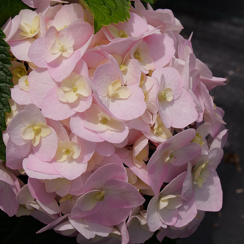 Wee Bit Wee Bit Innocent™ Bigleaf Hydrangea