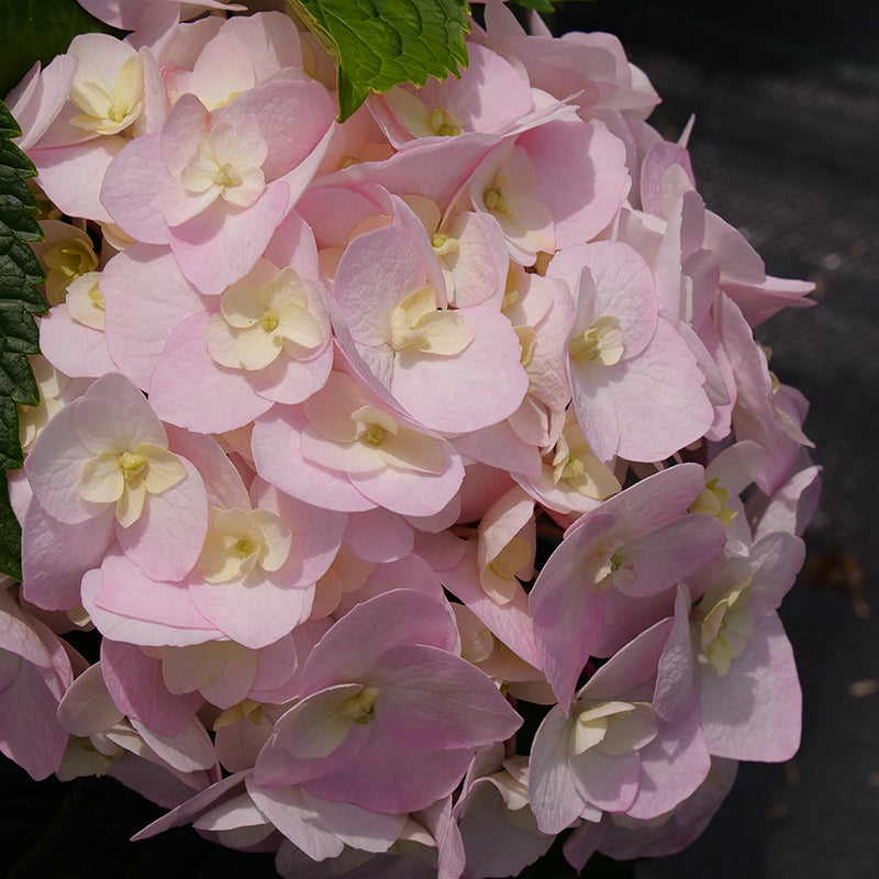 Close up image of pink hydrangea flowers