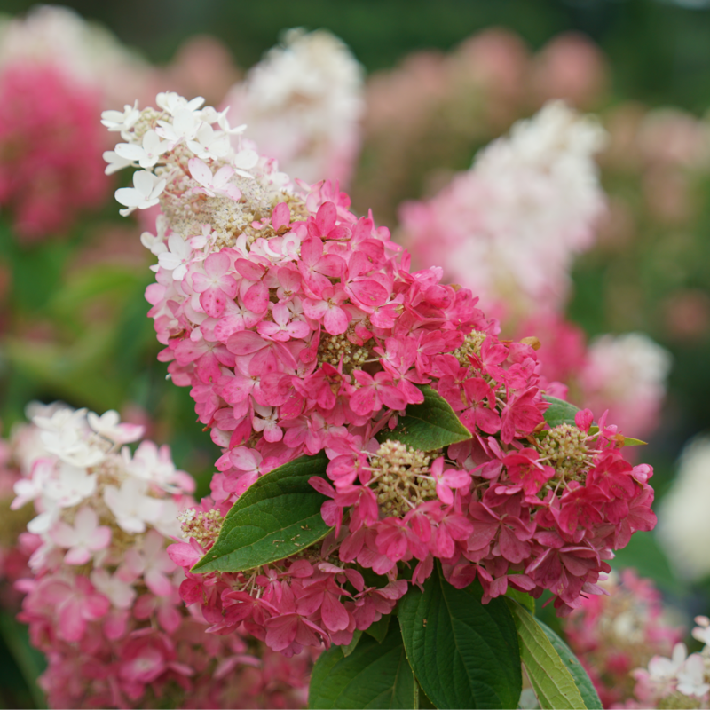 Vivid pink hydrangeas in a sunny garden