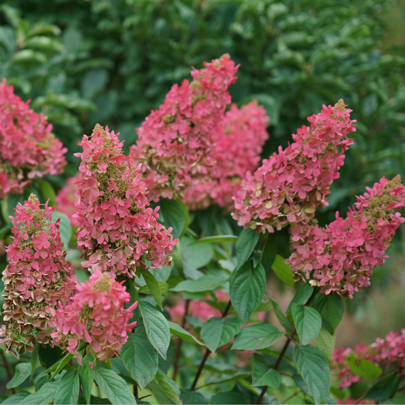 Vivid pink hydrangeas in a sunny garden