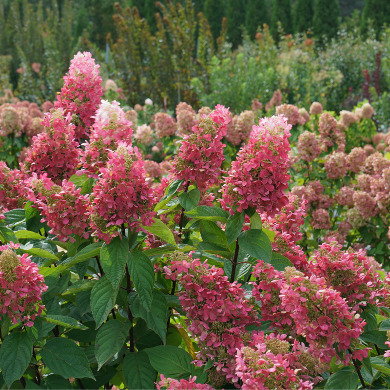 Vivid pink hydrangeas in a sunny garden