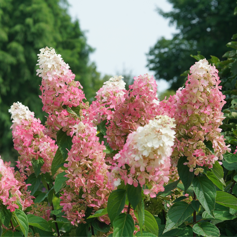 Vivid pink hydrangeas in a sunny garden