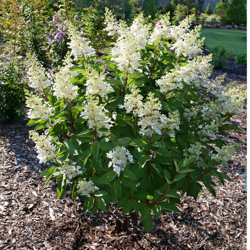 Vivid white hydrangeas in a sunny garden