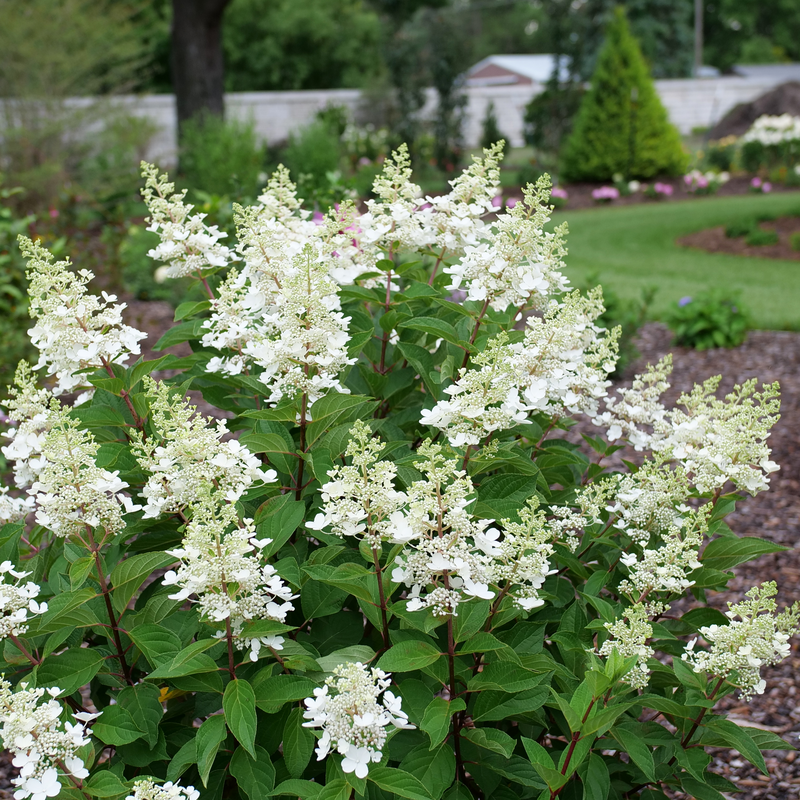 Vivid white hydrangeas in a sunny garden