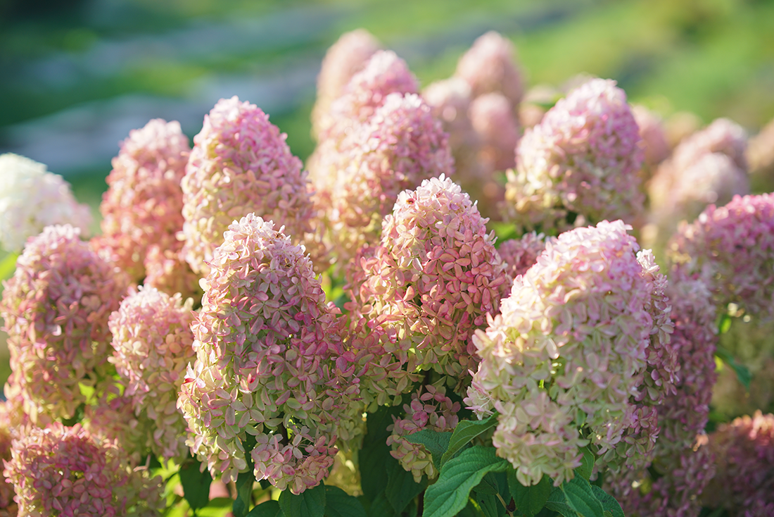 Pink and white hydrangeas basking in the sun
