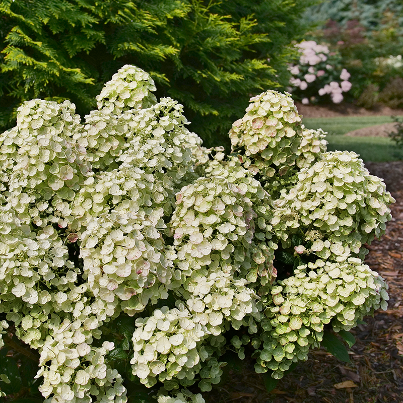 Tiny Quick Fire™ Panicle Hydrangea