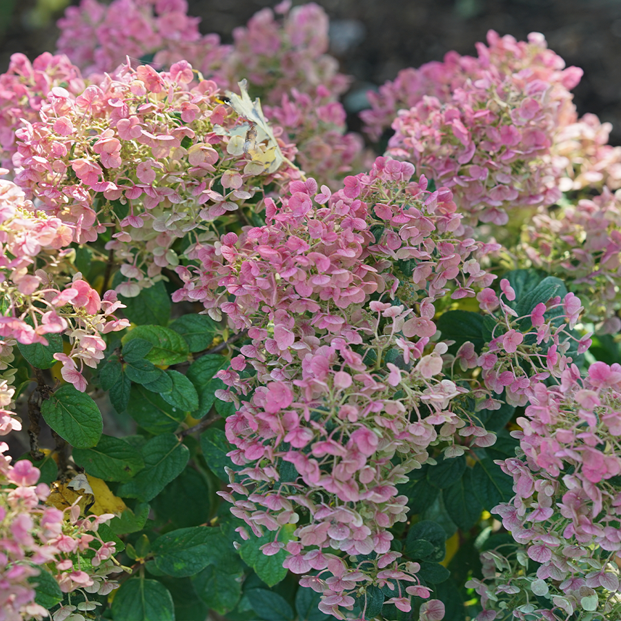 Tiny Quick Fire™ Panicle Hydrangea