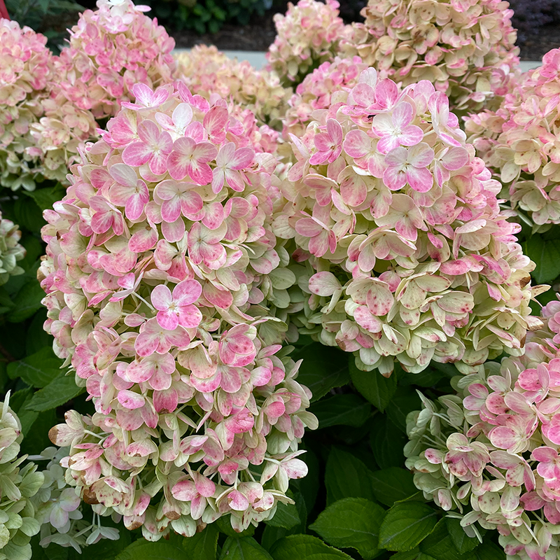 Tiny Quick Fire™ Panicle Hydrangea