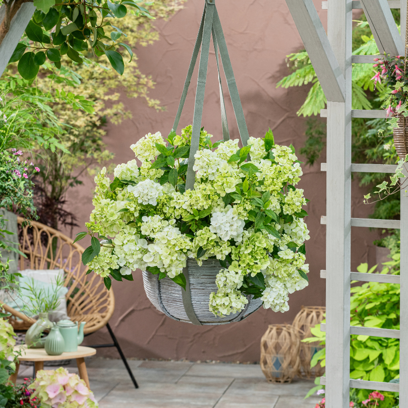 hanging hydrangea plant Hydrangea Fairytrail Green Cascade Flowering Shrub | 1-Quart
