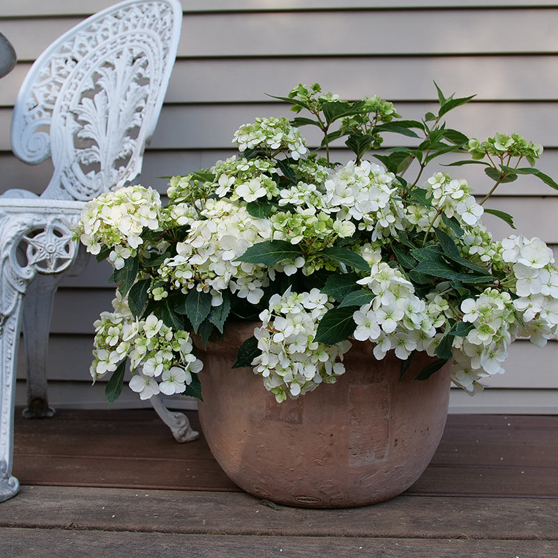 Fairytrail White Cascade Hydrangea in a container on a patio