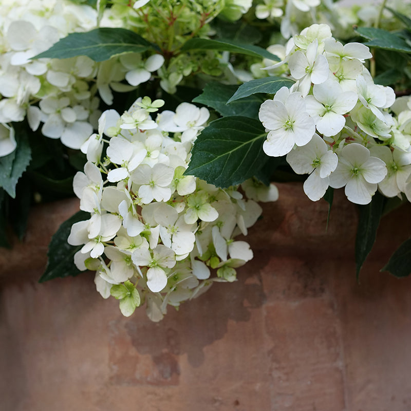 Close up of the white petals of the Fairytrail White Cascade Hydrangea.