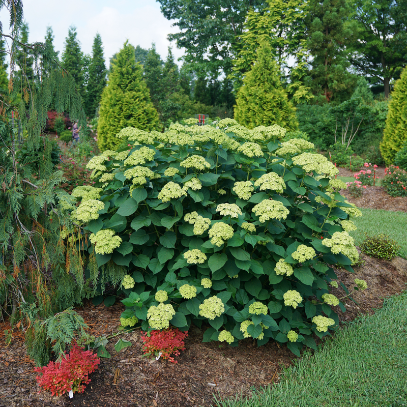 Green hydrangea flowers in garden hedge