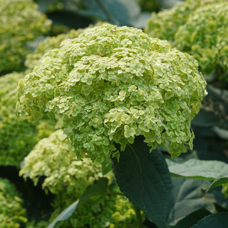 Up close image of green hydrangea flowers