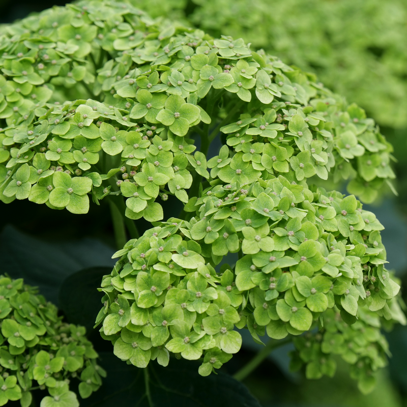 Up close image of green hydrangea flowers