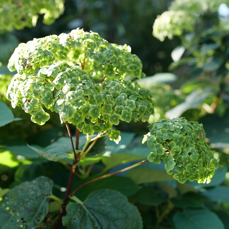 Up close image of green hydrangea flowers