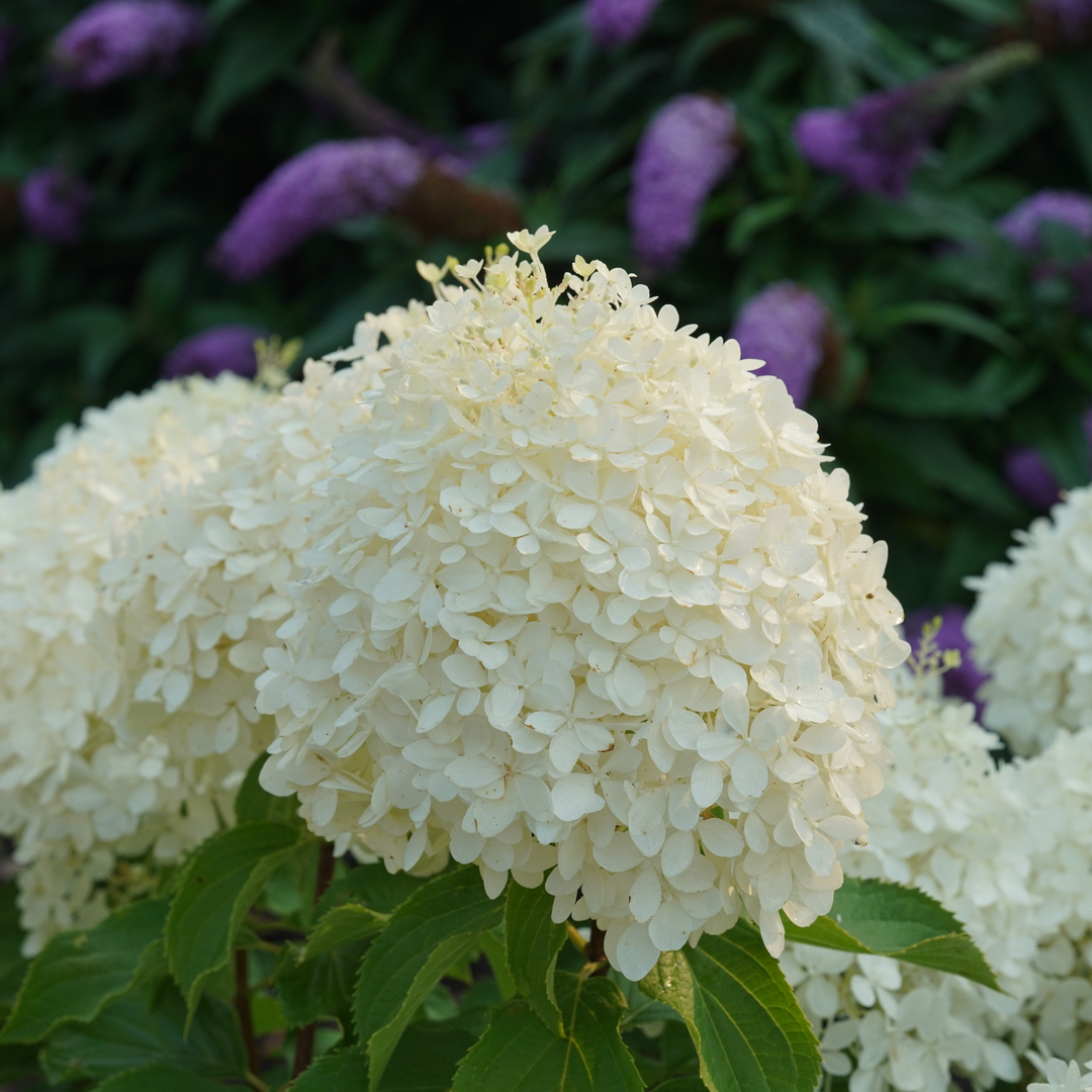 Fluffy white hydrangea flower head with purple butterfly bush