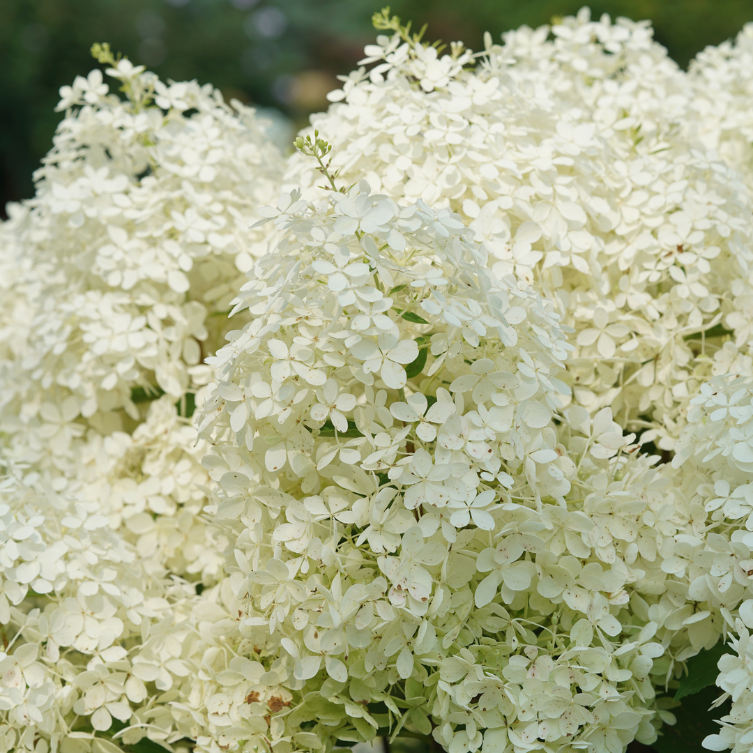 Up close image of fluffy white hydrangea flowers