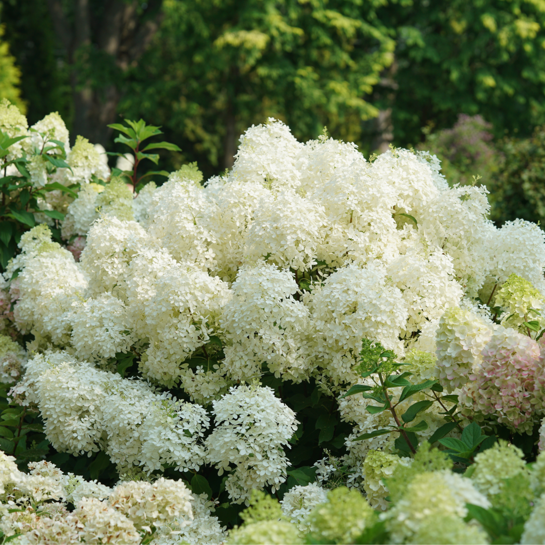 Fluffy white hydrangea flowers in a sunny garden