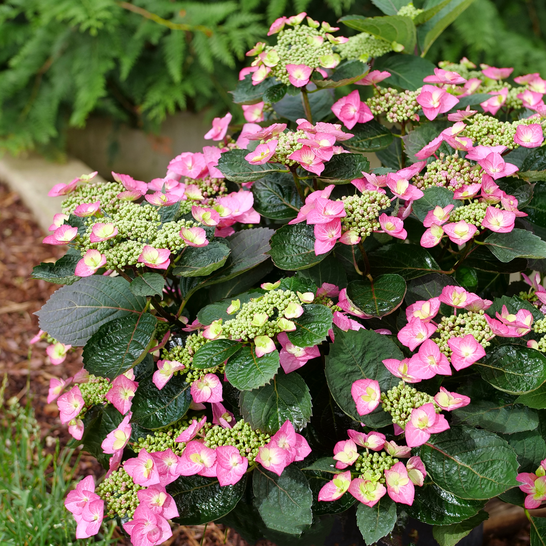 Pink hydrangea flowers in a garden hedge