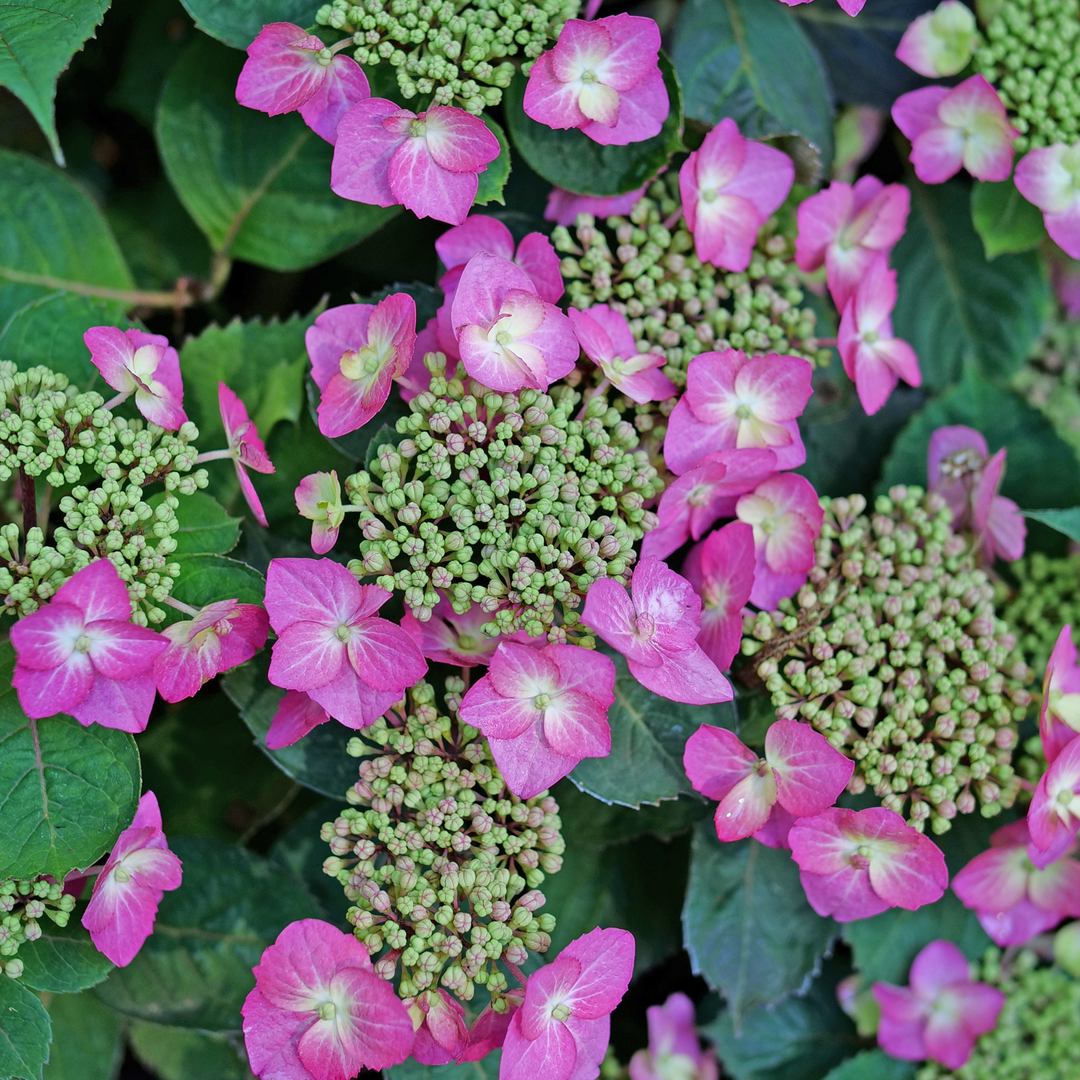 Up close image of pink mountain hydrangea flowers