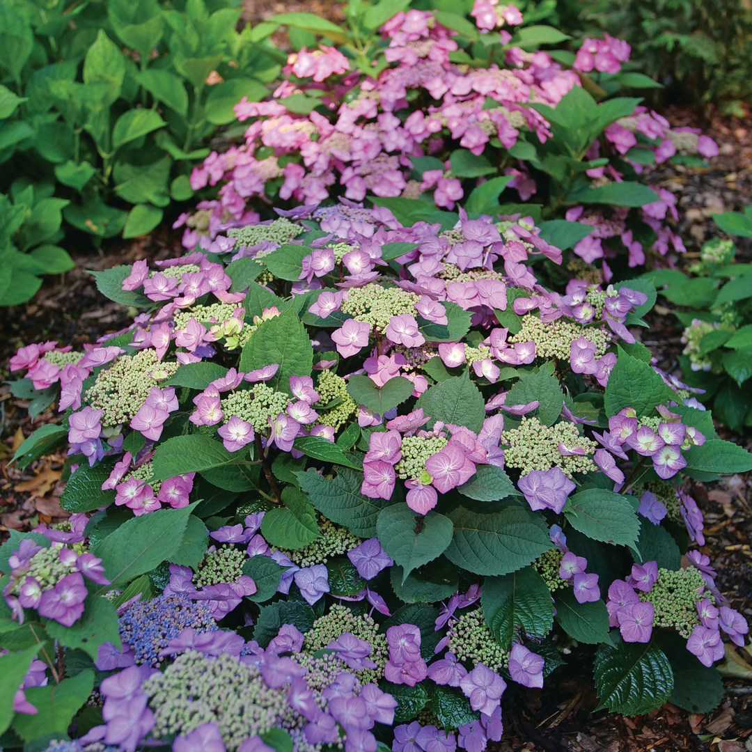 Pink and purple mountain hydrangea flowers