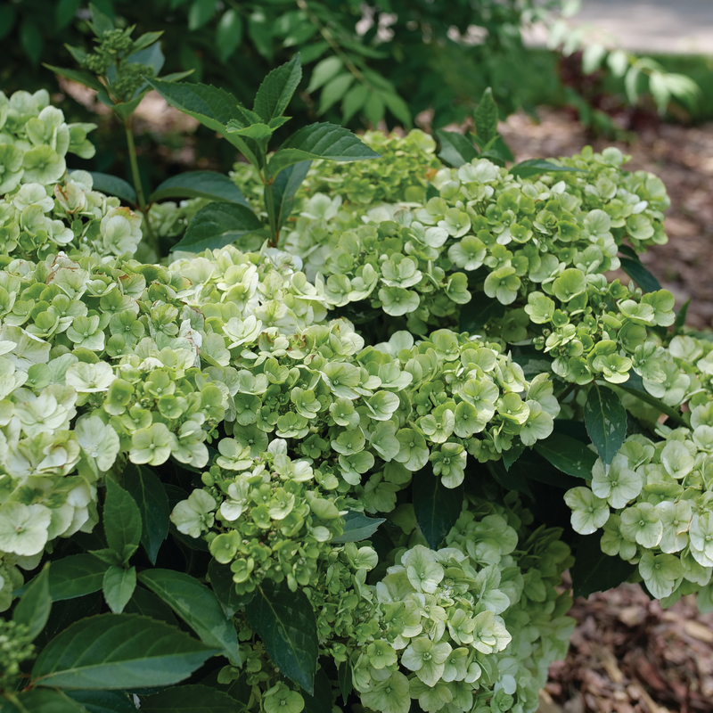 Green hydrangea flowers with glossy green foliage