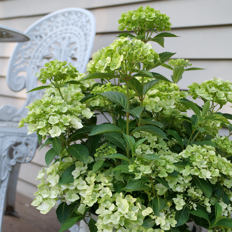 Green hydrangea flowers on a sunny patio