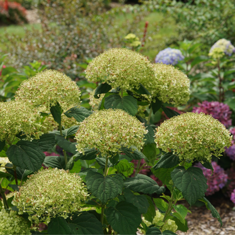 Incrediball Storm Proof™ Smooth Hydrangea