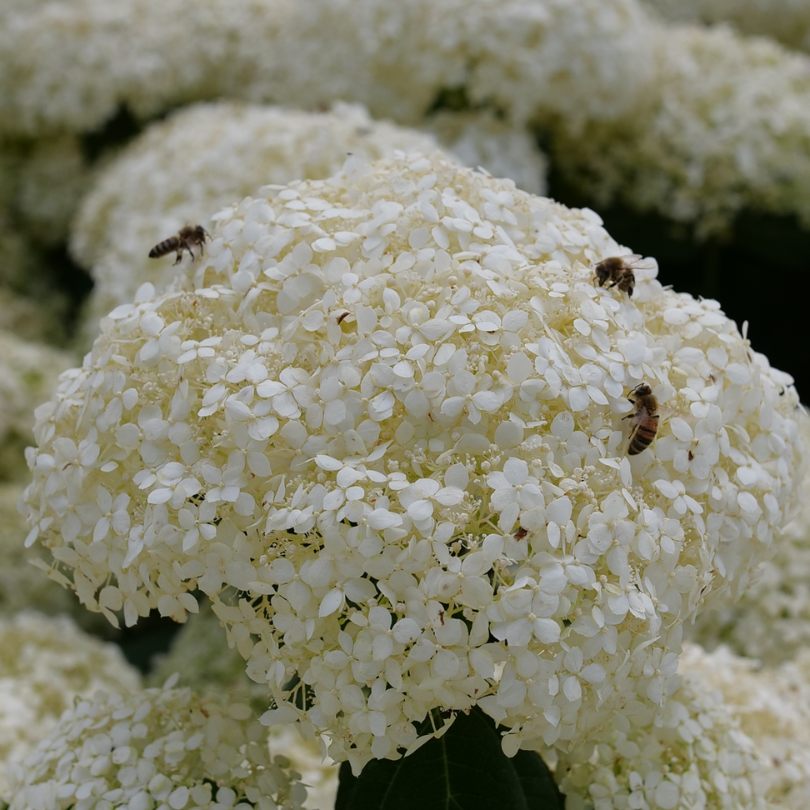 Three bees pollinating the white flowers of Incrediball Storm Proof smooth hydrangea. 