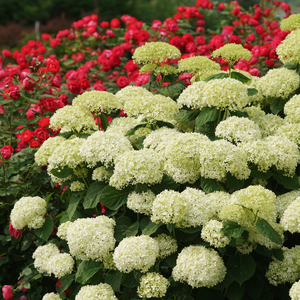 5 Rose & Hydrangea Combinations for Effortless Beauty