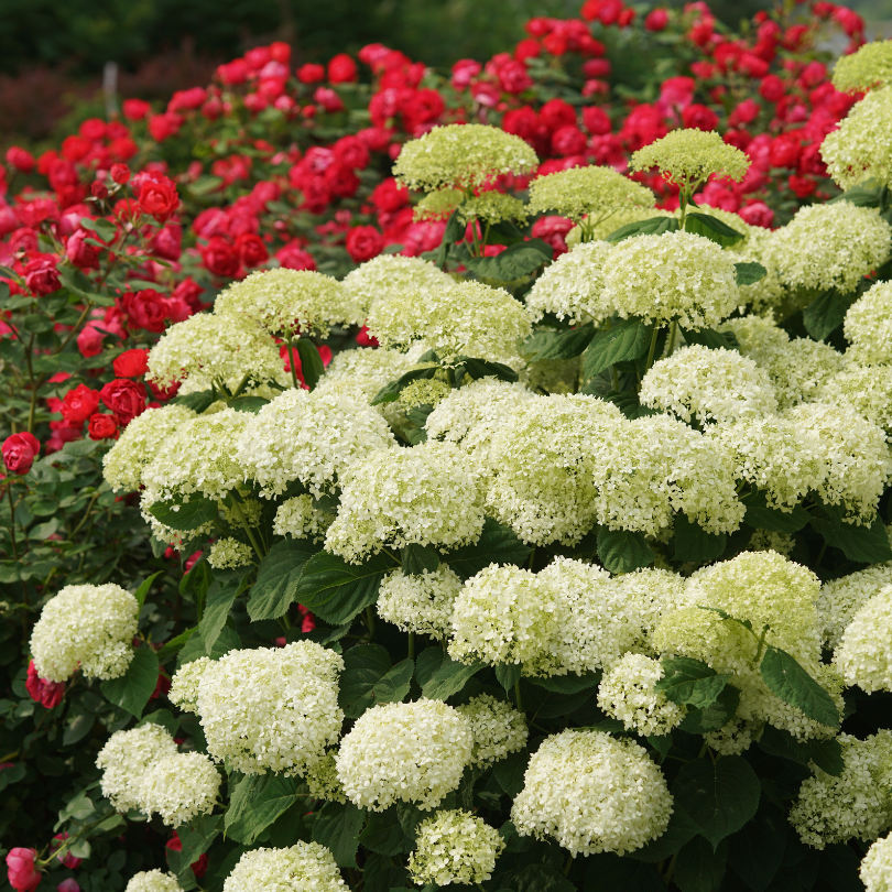 A smooth hydrangea with dozens of large white mophead blooms and stems that are clearly visible and strong and sturdy to hold up the blooms.