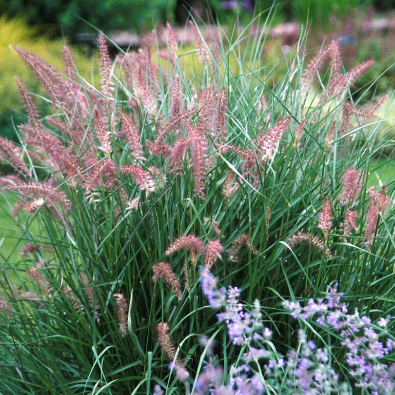 Garden with pink plumes from 'Karley Rose' fountain grass