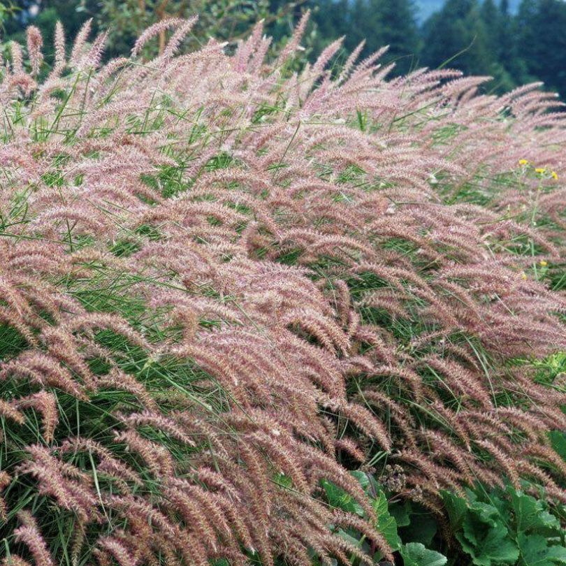 Hundreds of pink plumes from 'Karley Rose' fountain grass plants