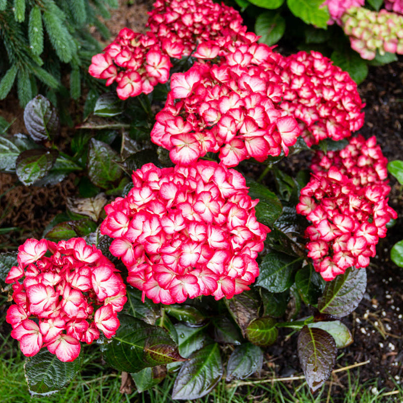 Kimono Bigleaf Hydrangea with red and white flowers and dark green leaves in the garden