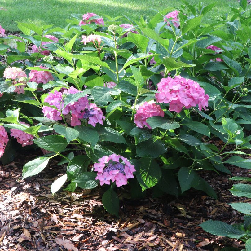 Pink bigleaf hydrangeas with green leaves in a garden setting